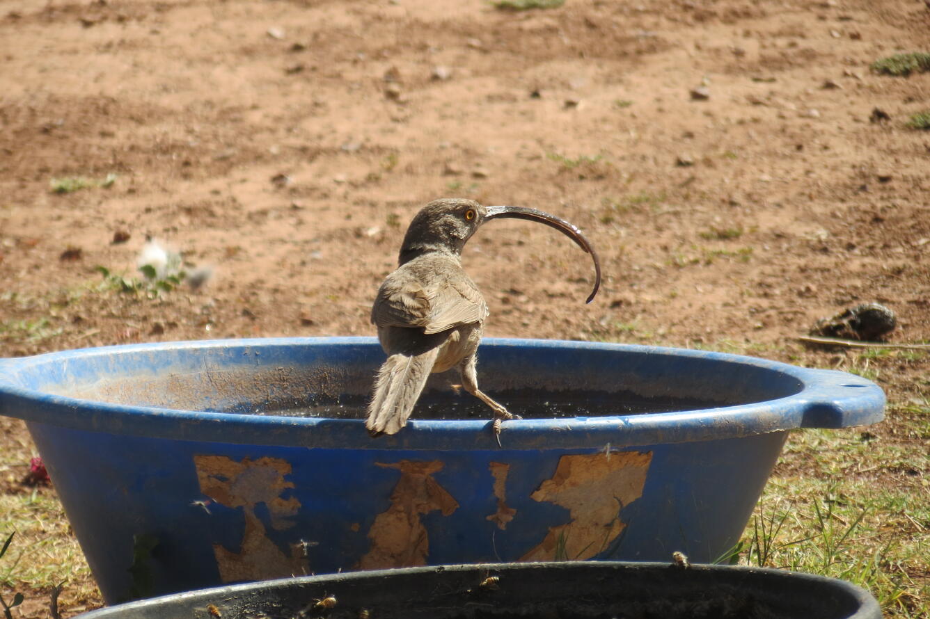 Grayish brown bird with an elongated bill perched on a blue container.