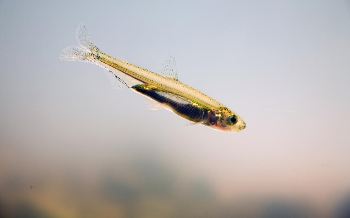 delta smelt fishing downward to right