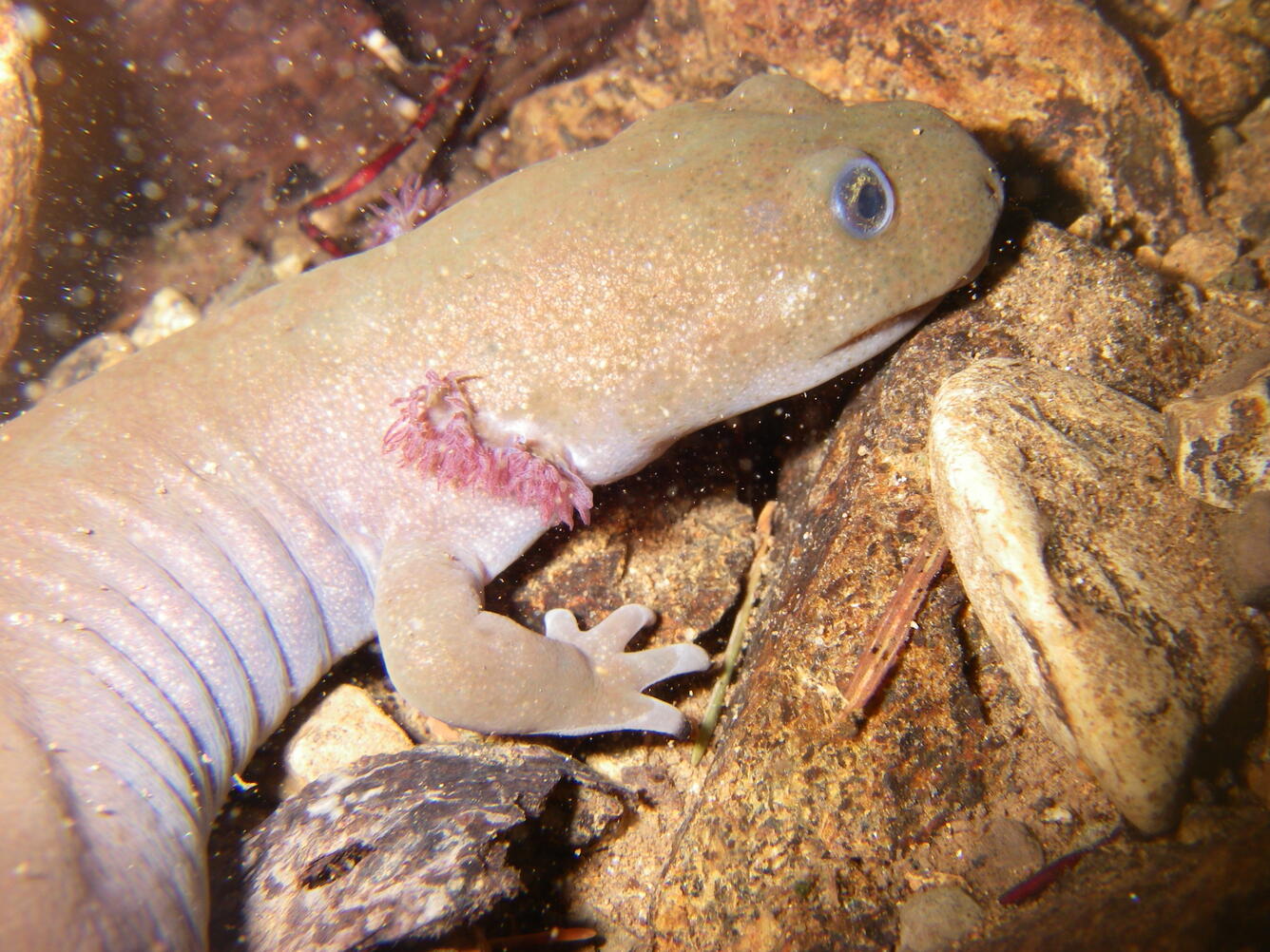 Yellow and pink salamander on a rock