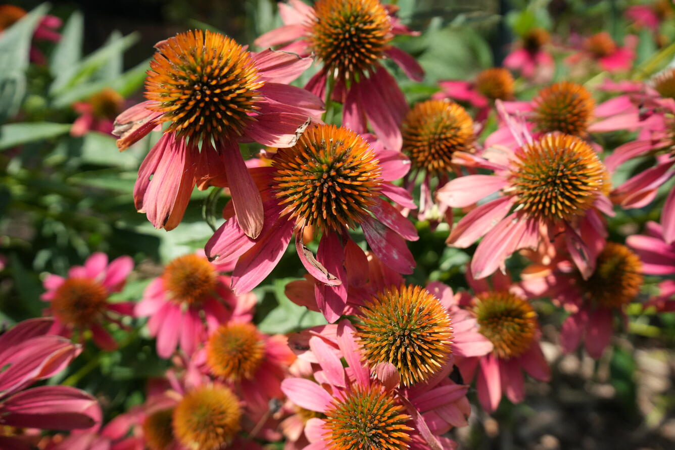 Pink flowers with long thin petals and spikey orange centers growing in a home garden.