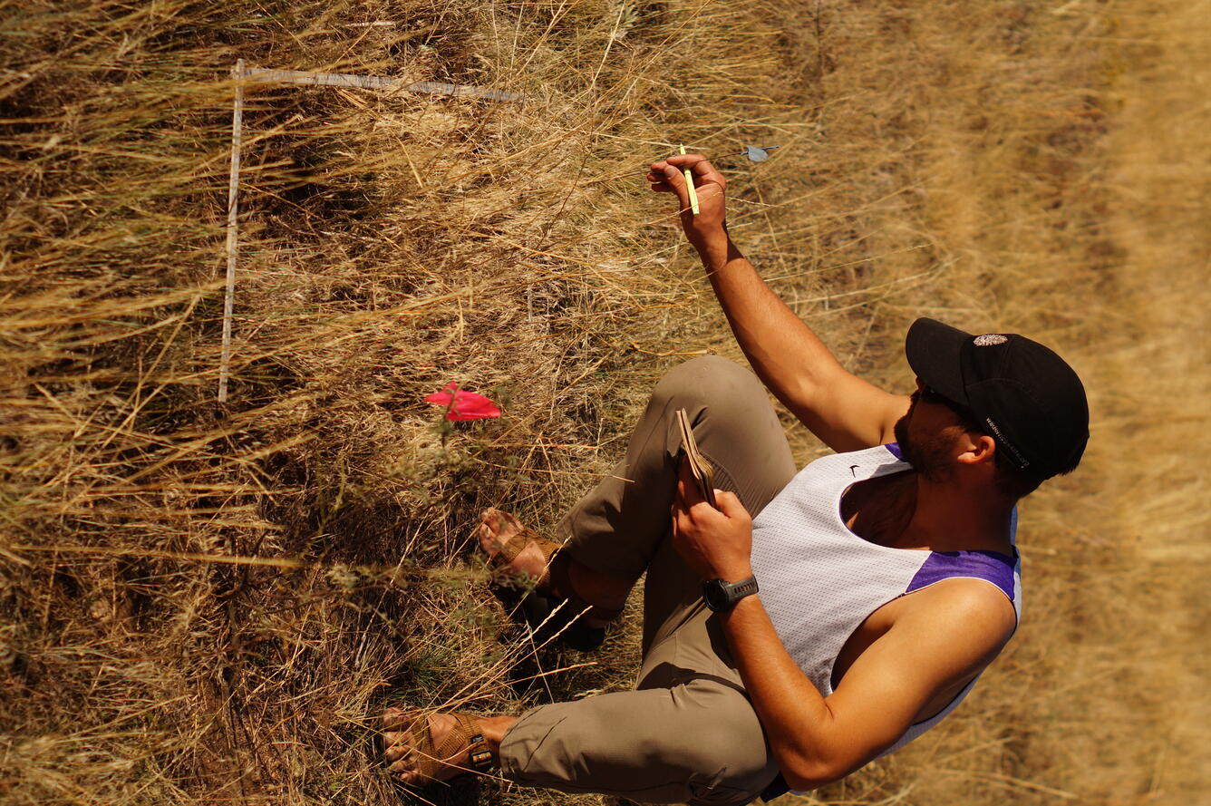 a person crouches down in a field of brown grass and examines a blade of grass next to a white grid