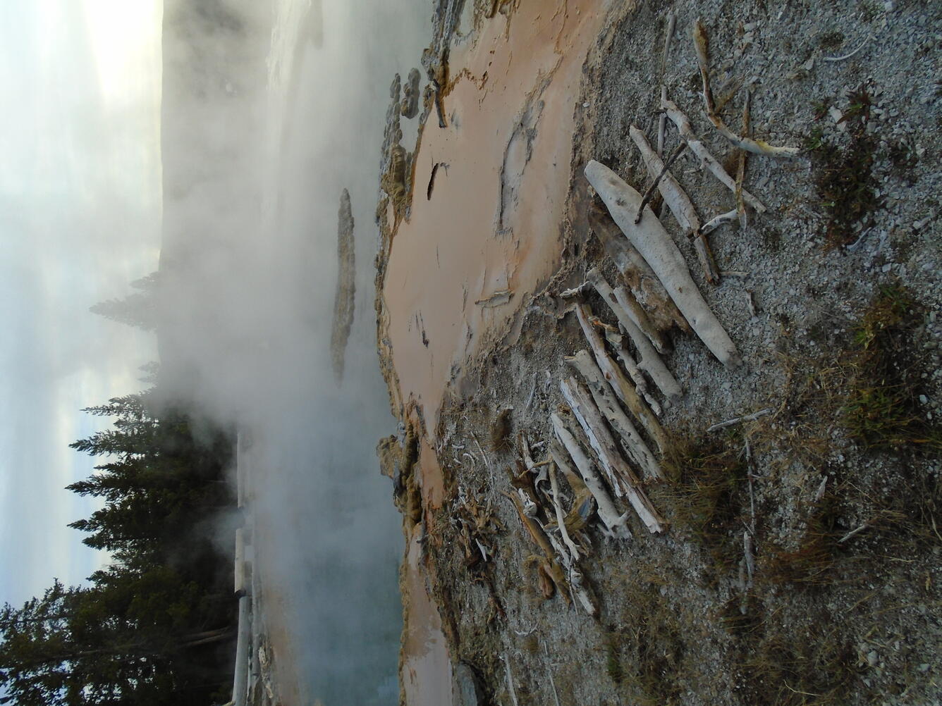 Steaming hot spring and forest in background.  About a dozen logs are arranged alongside one another in the foreground.