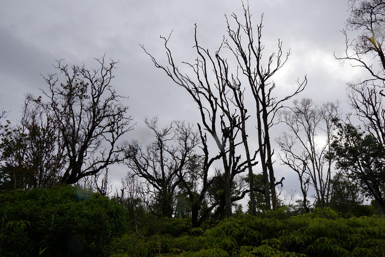 ROD-infected ʻōhiʻa forest at Waiākea Forest Reserve