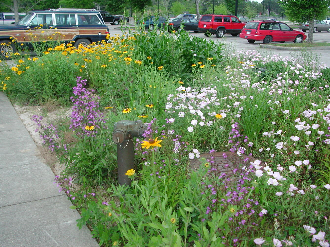Coastal prairie species planted in a parking median at WARC in Lafayette, LA