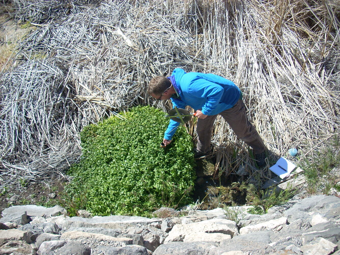 Hydrologist measures water level in well in green patch of vegetation.