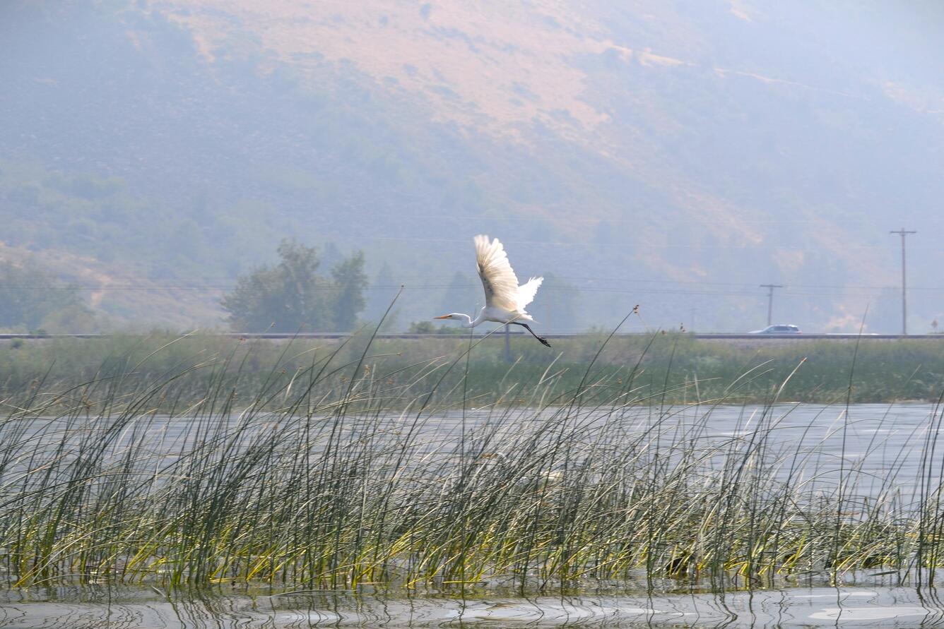 Pelican flying over marsh of Upper Klamath Lake