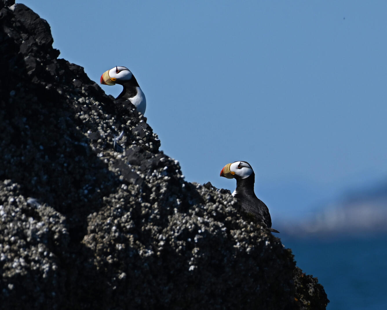 Two Horned Puffins looking to the left on rock cliffs. Black and white, orange-and-yellow bill, fleshy spike above eyes. 