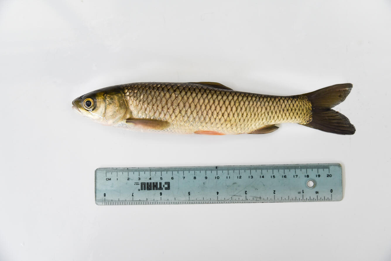 image of juvenile grass carp