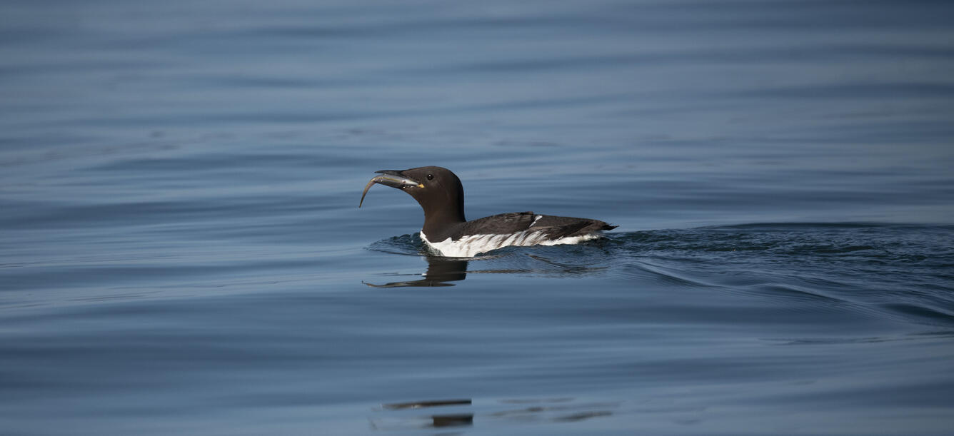 Common Murre on water with a Northern Ronquil in its bill. Photo taken near breeding colony on Gull Island in Kachemak Bay, Alaska.