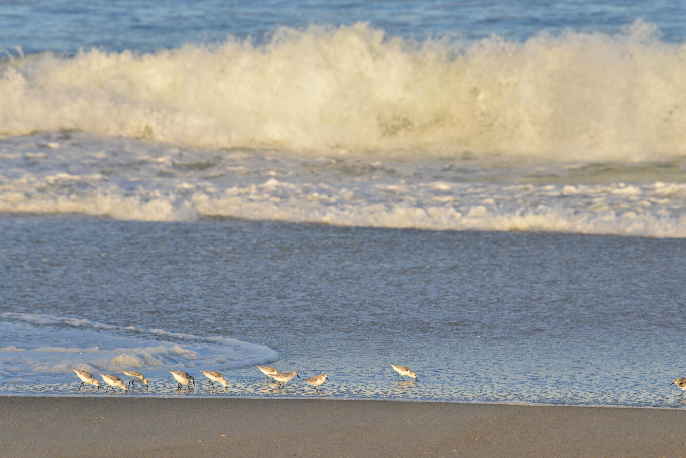 shorebirds walking on sandy beach, waves in the background