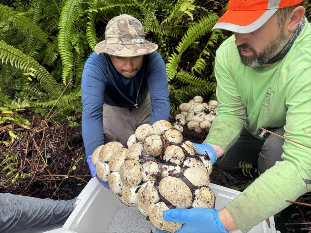 two people hold a large bunch of eggs over a tray, with sticks on the ground and ferns in the background