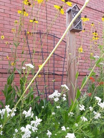 Coastal prairie species in bloom in a flower bed at WARC in Lafayette, LA