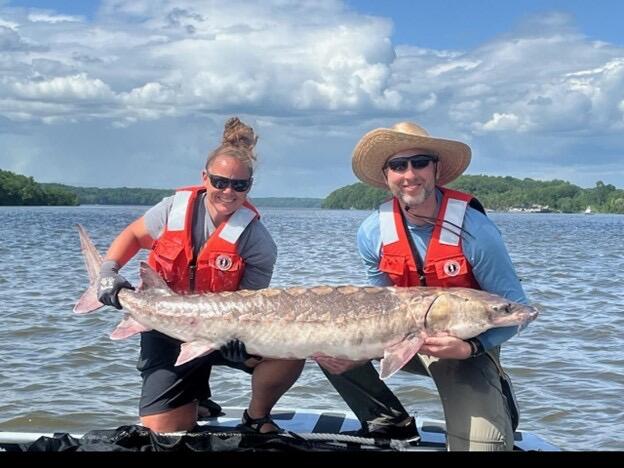 A male and female scientist wearing orange life jackets hold a large Atlantic sturgeon.