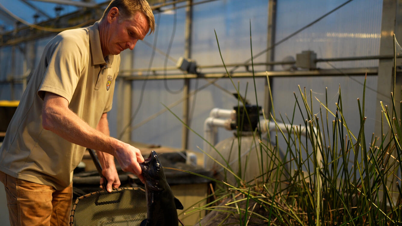 A tall man holds a fish by the mouth as he moves it from the net back into its grass-lined enclosure