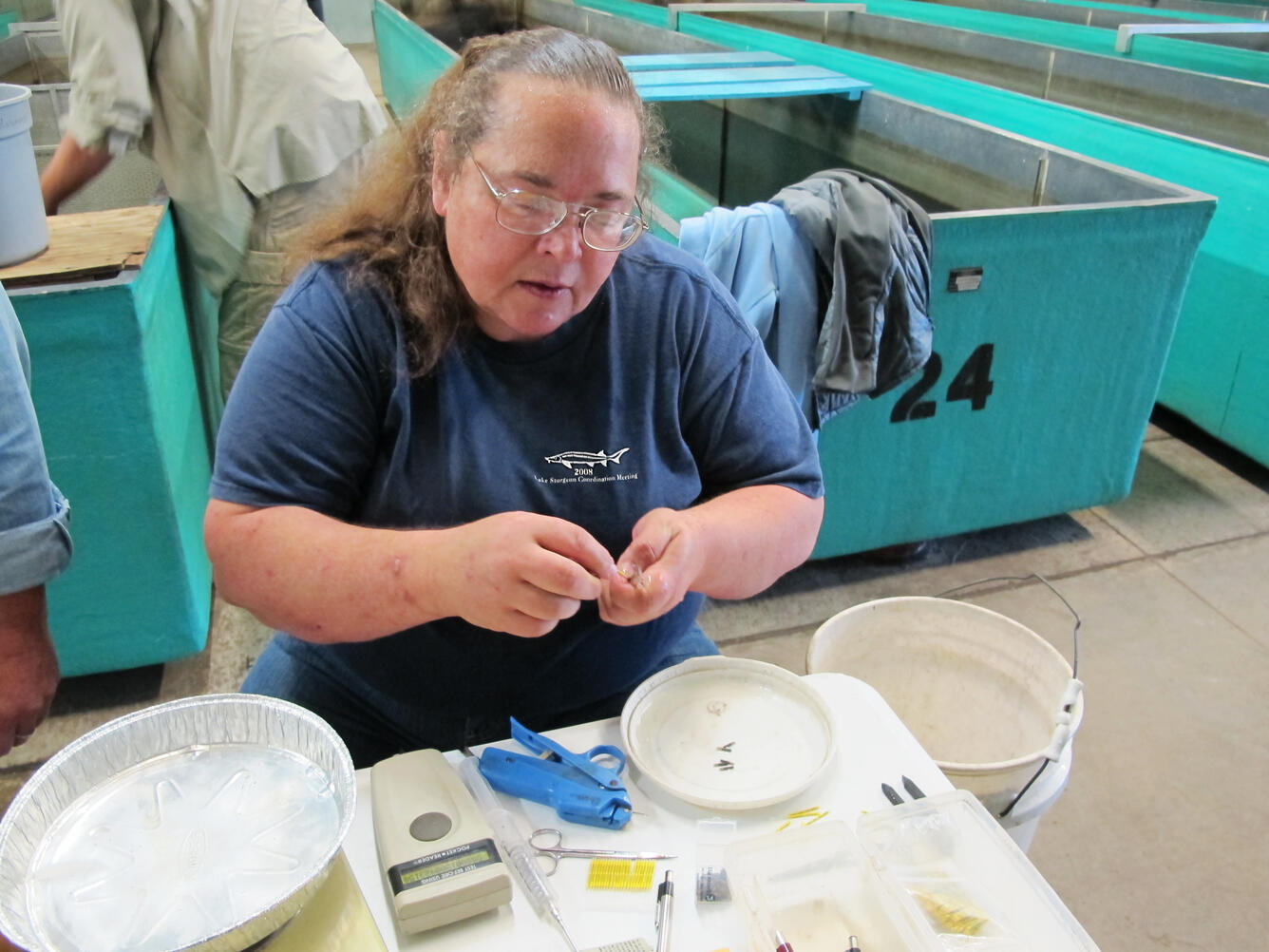 Dawn Dittman tagging lake sturgeon