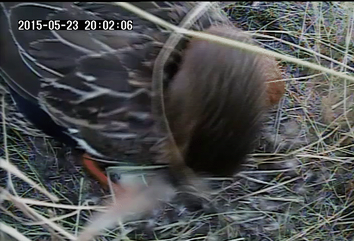 A mother duck uses her beak to cover her eggs with down and vegetation during the day, then leaves the nest