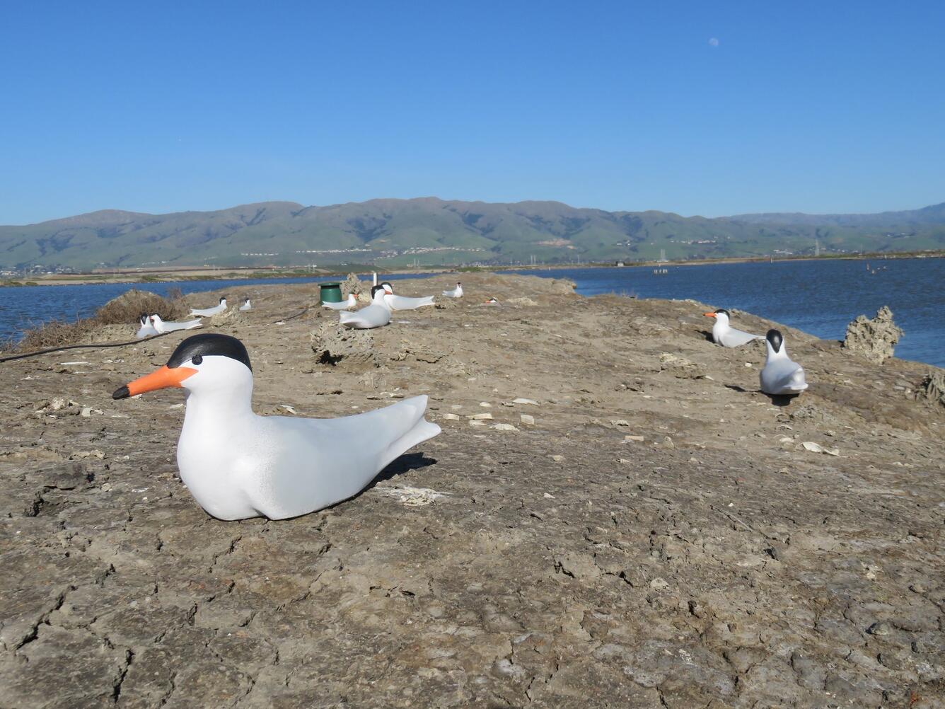 Forster Tern Decoys with Speaker for Call System WERC