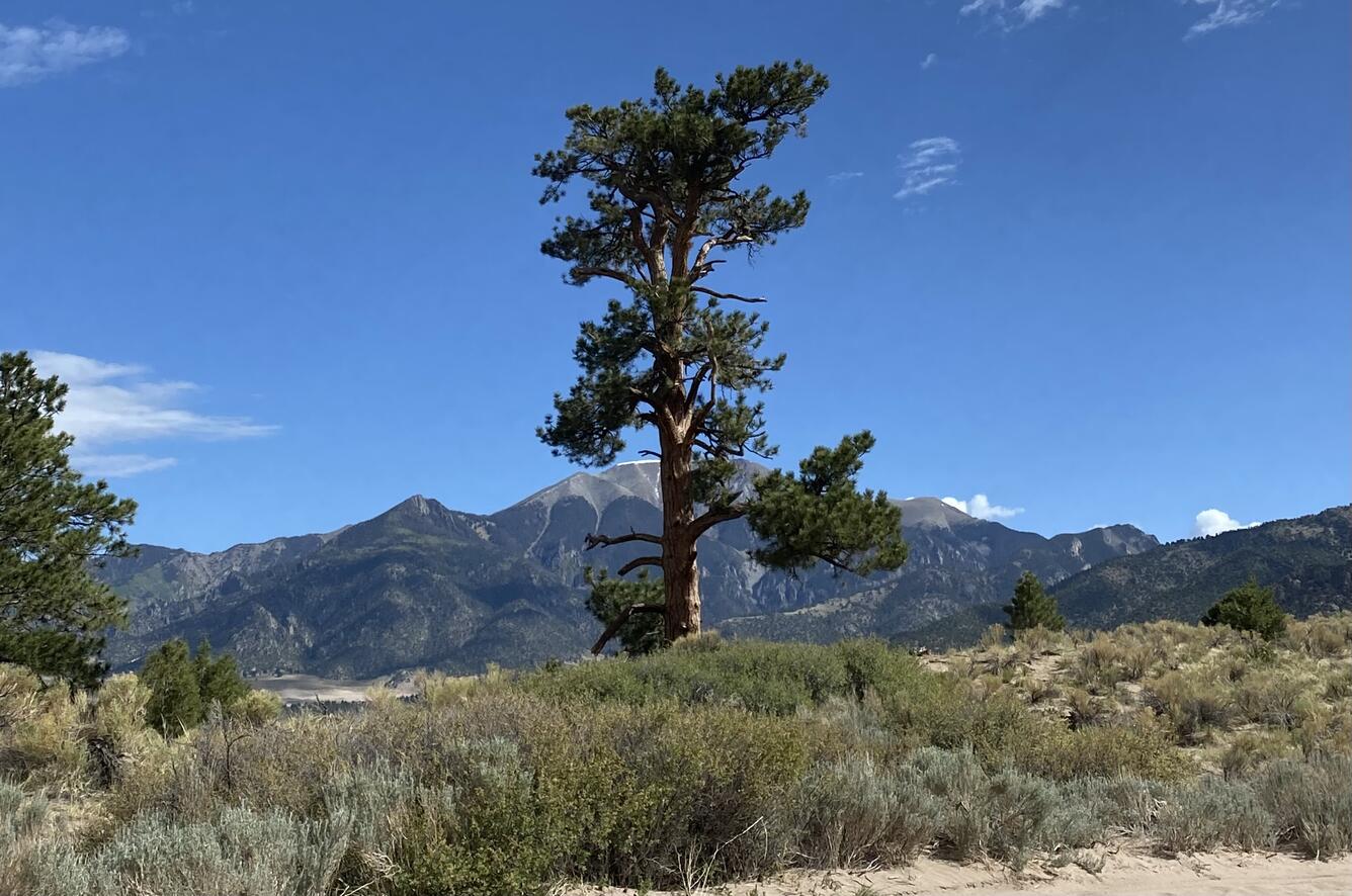A ponderosa pine in the Great Sand Dunes National Park and Preserve