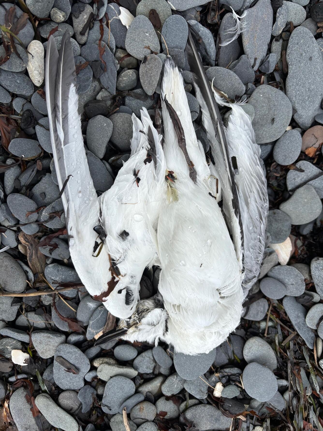 A carcass of a small white gull with black wingtips laying on the gray beach rocks.