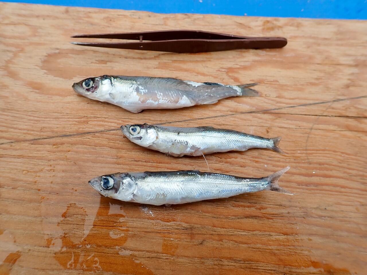 Three small fish on wood board with brown tweezers above fish