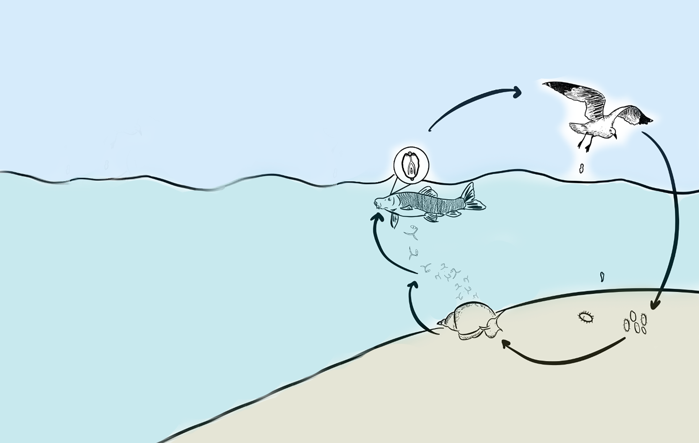 Life cycle of parasite Diplostomum gavium