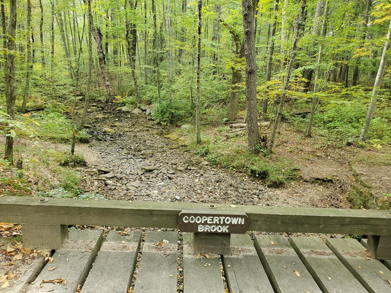 A dry streambed in a wooded forest.