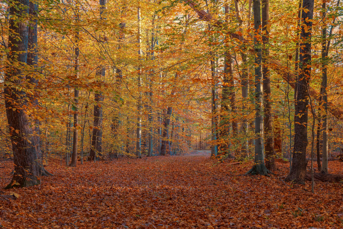 Fall colors along the east side of the river road passing through the riparian hardwood forest dominated by the American beech (Fagus grandifolia) at the Patuxent Research Refuge