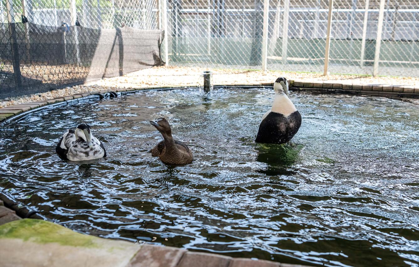 Three ducks - two black-and-white males and a brown female in the middle - float in an enclosed pond.