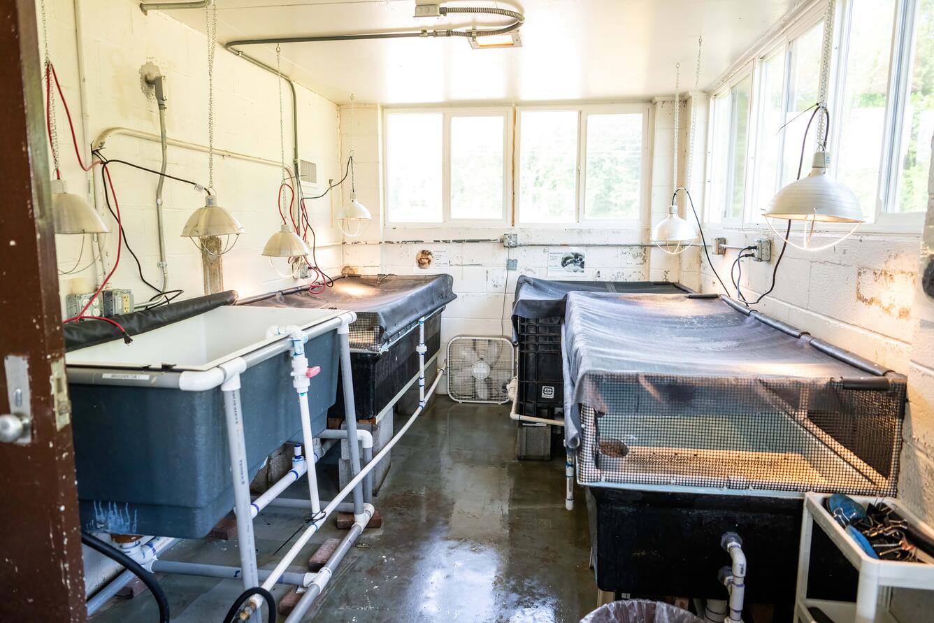 A large white room with featuring four tubs covered in netting that house ducklings. There are large lights over each tub.