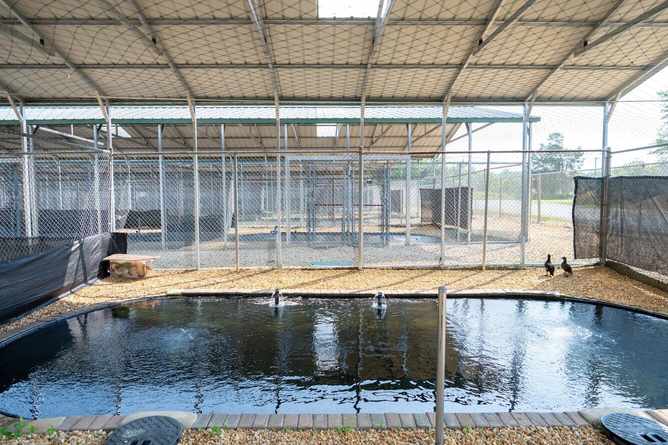 A fenced-in duck pond with two black ducks on the right side.