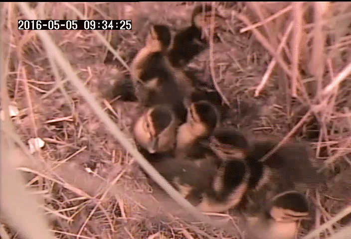 Eight ducklings move around their nest, pushing one another