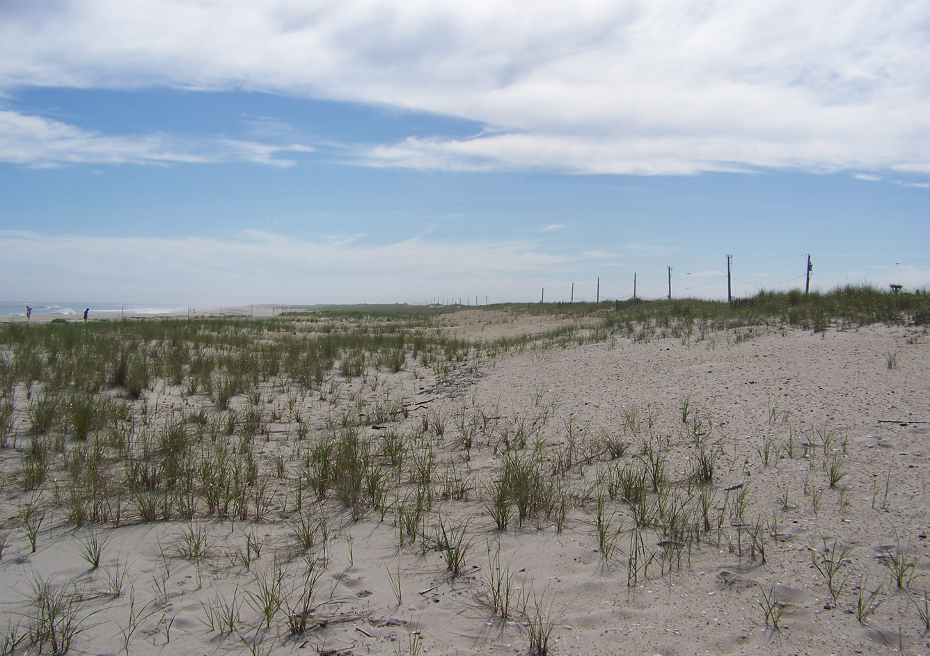 A wide vegetated dune with a developed berm and tall crest