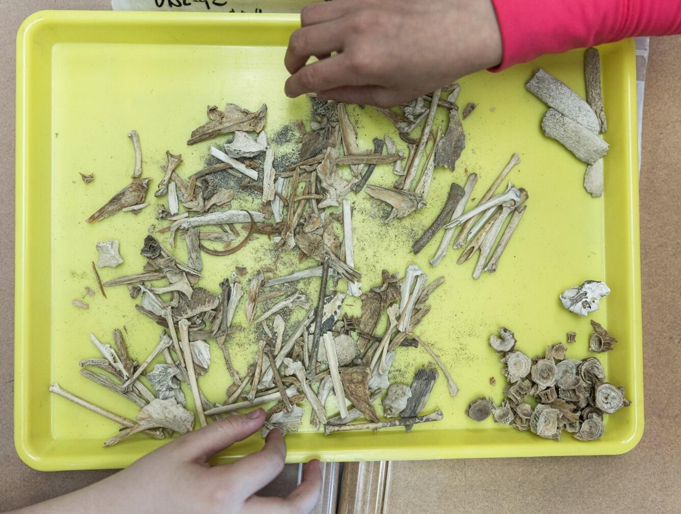 An aerial view of hands reaching out towards bones on a yellow tray