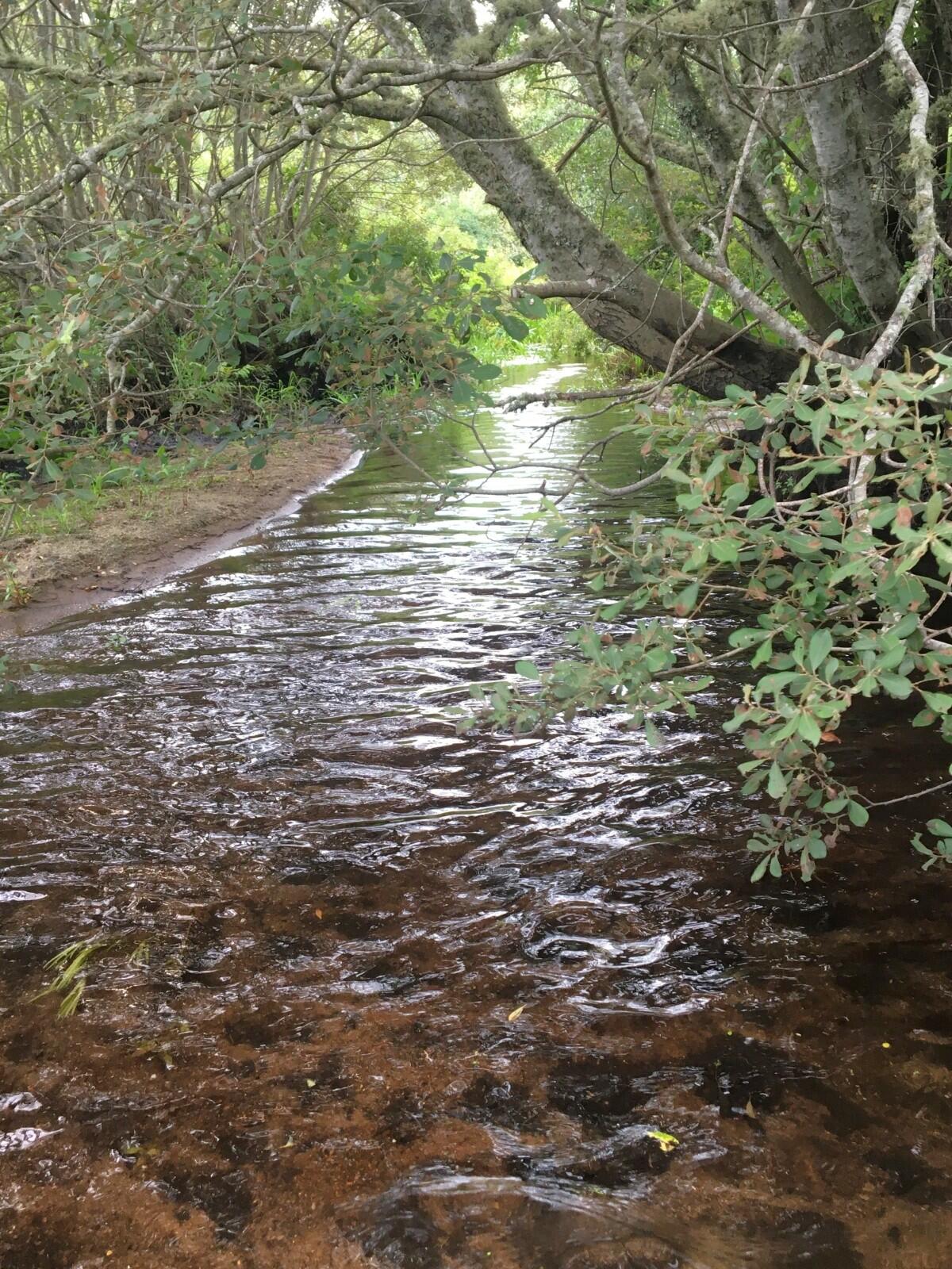 A tree lined stream channel with shallow water flowing over brown substrate