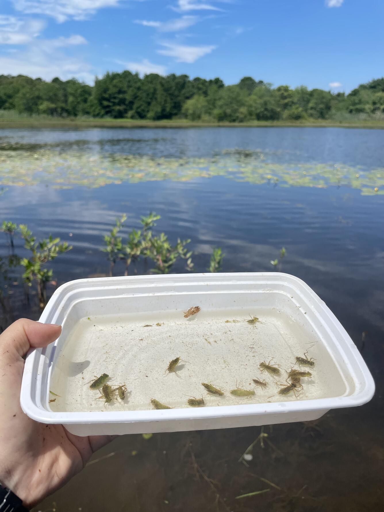 Dragonfly larvae collected as part of the Dragonfly Mercury Project. 