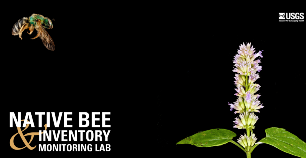 Text reads: Native Bee Inventory Monitoring Lab. Images of bee and flower.