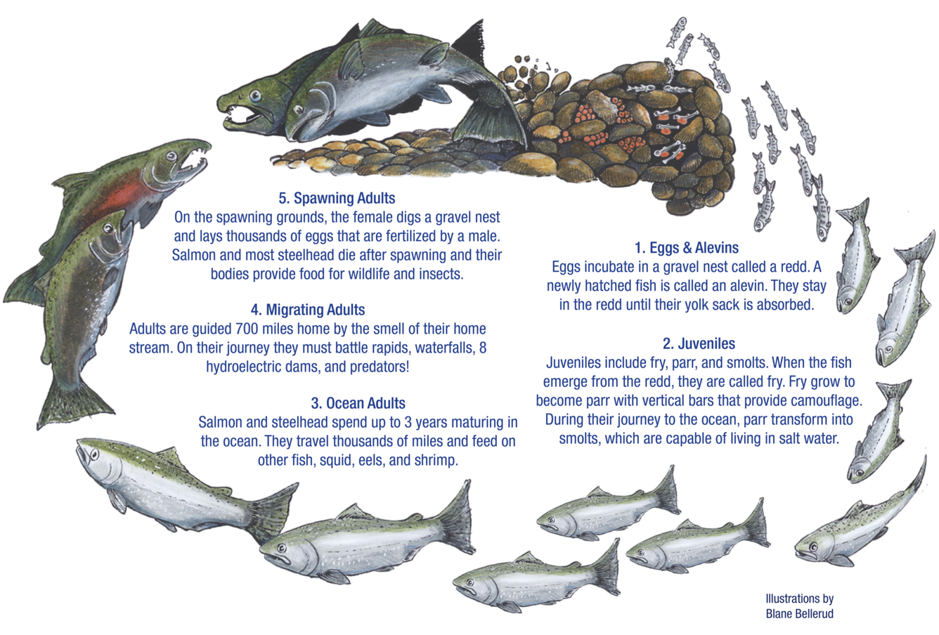 salmon life cycle infographic