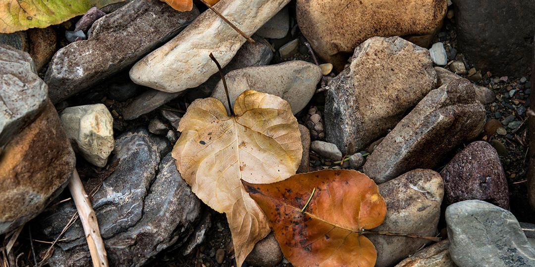 Energy Quarterly: Fall 2020