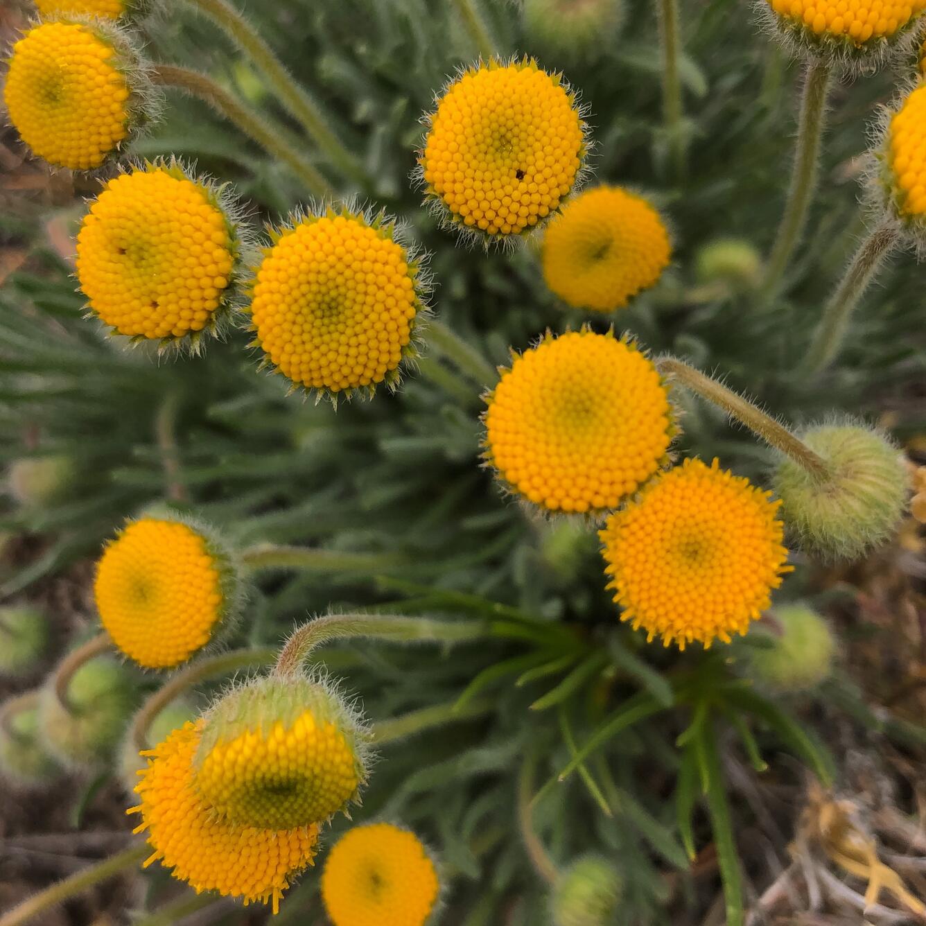 circular yellow flowers with green leaves