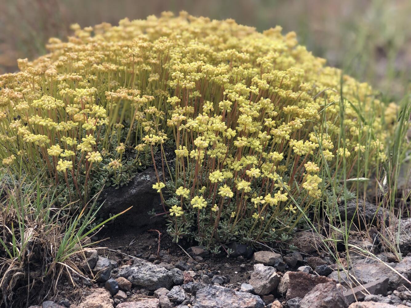 groundcover with small yellow flowers on long stems, growing from rocky soil