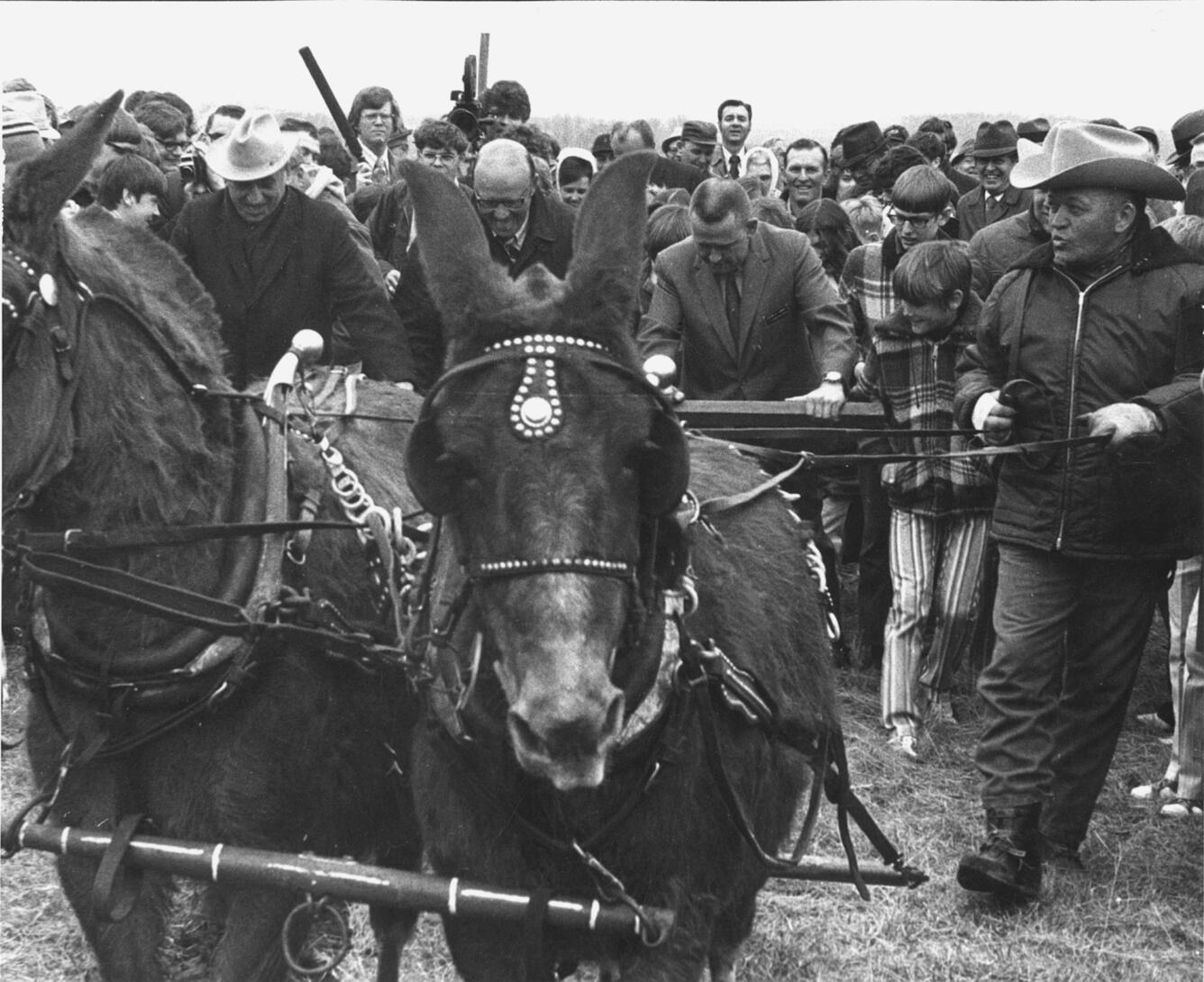 Black and white image of mules pulling a plow with a crowd of people behind