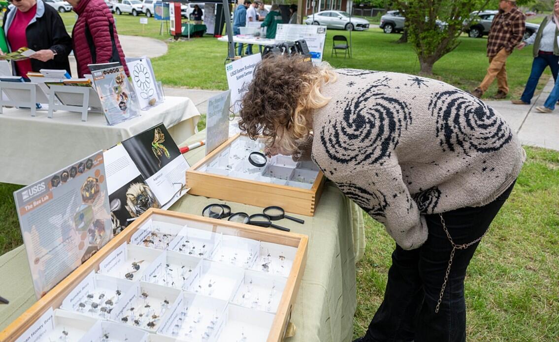 Earth day attendee leans over glass topped box with bee specimens, looking through a magnifying glass