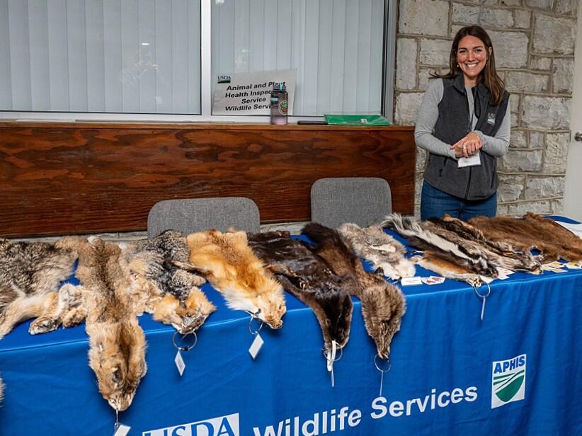 USDA employee stands at table with animal pelts on display for education
