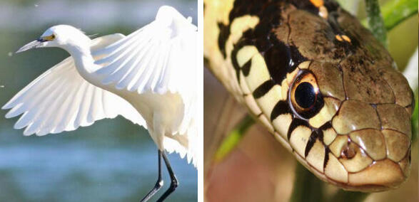 Collage image showing a Snowy Egret on the left and Plains Garter Snake on the right.