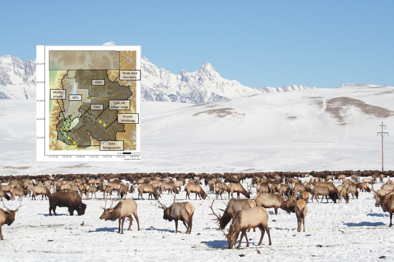 Bison and elk feeding at the National Elk Refuge—Map inset