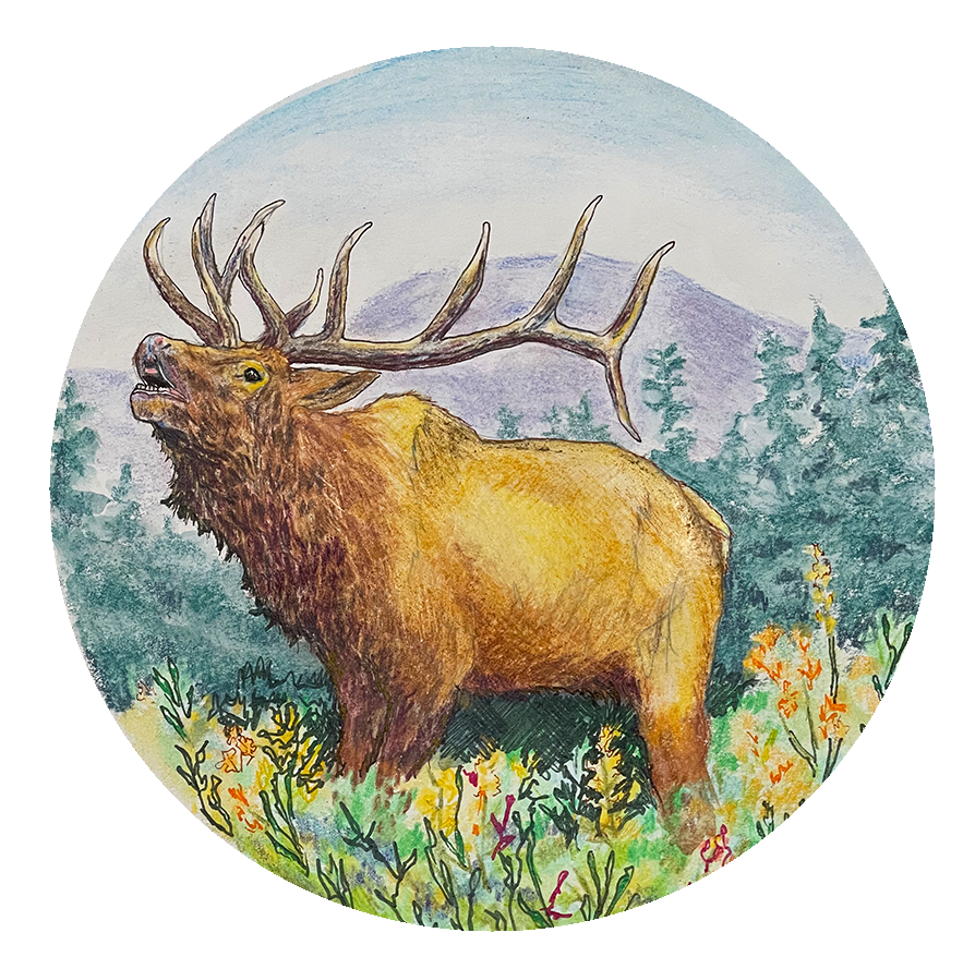 Colored pencil illustration of an elk with a forest background