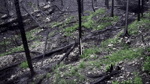 water, mud,  and trees flowing in a channel