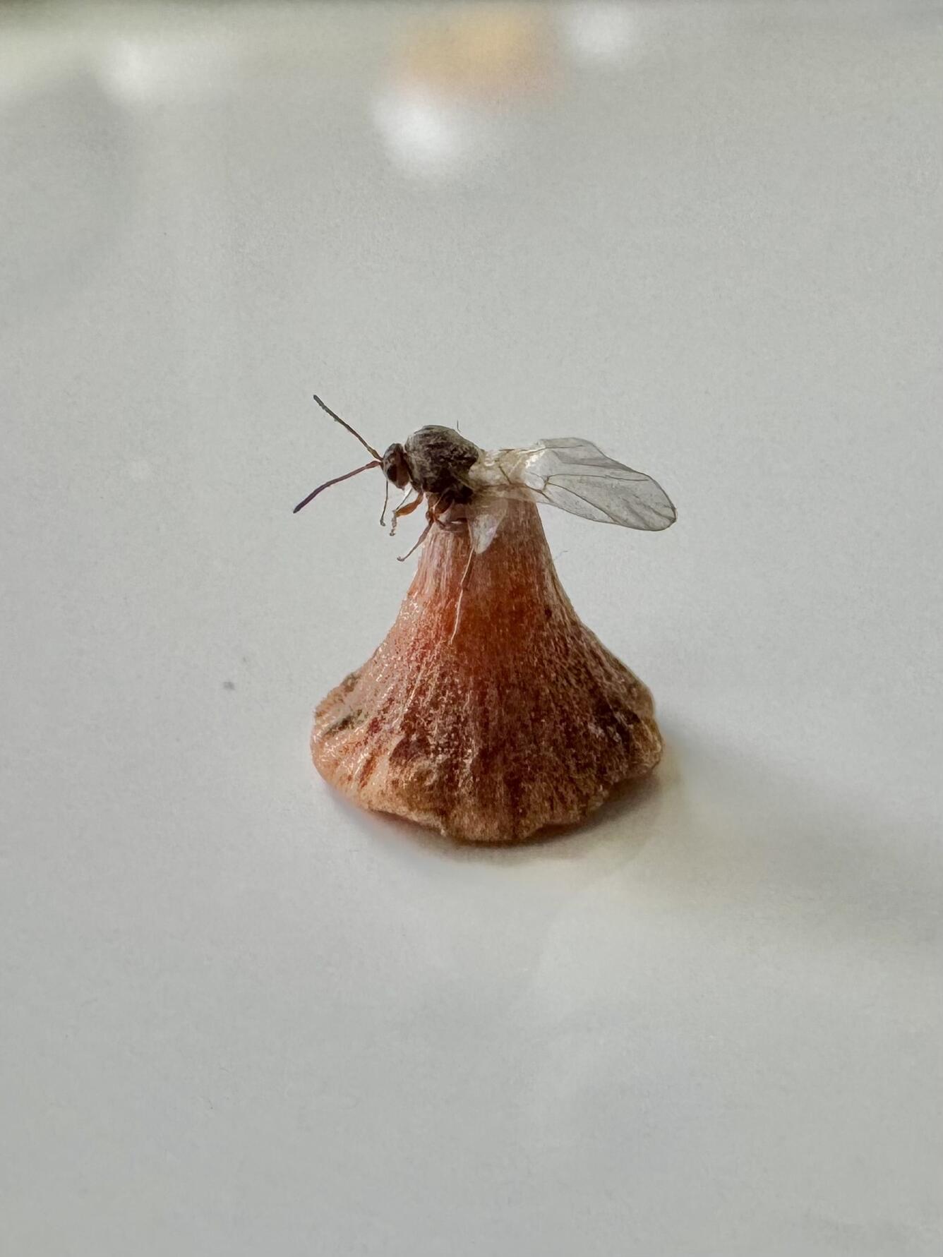 a wasp head and wings pokes out of an orange, cone-shaped plant