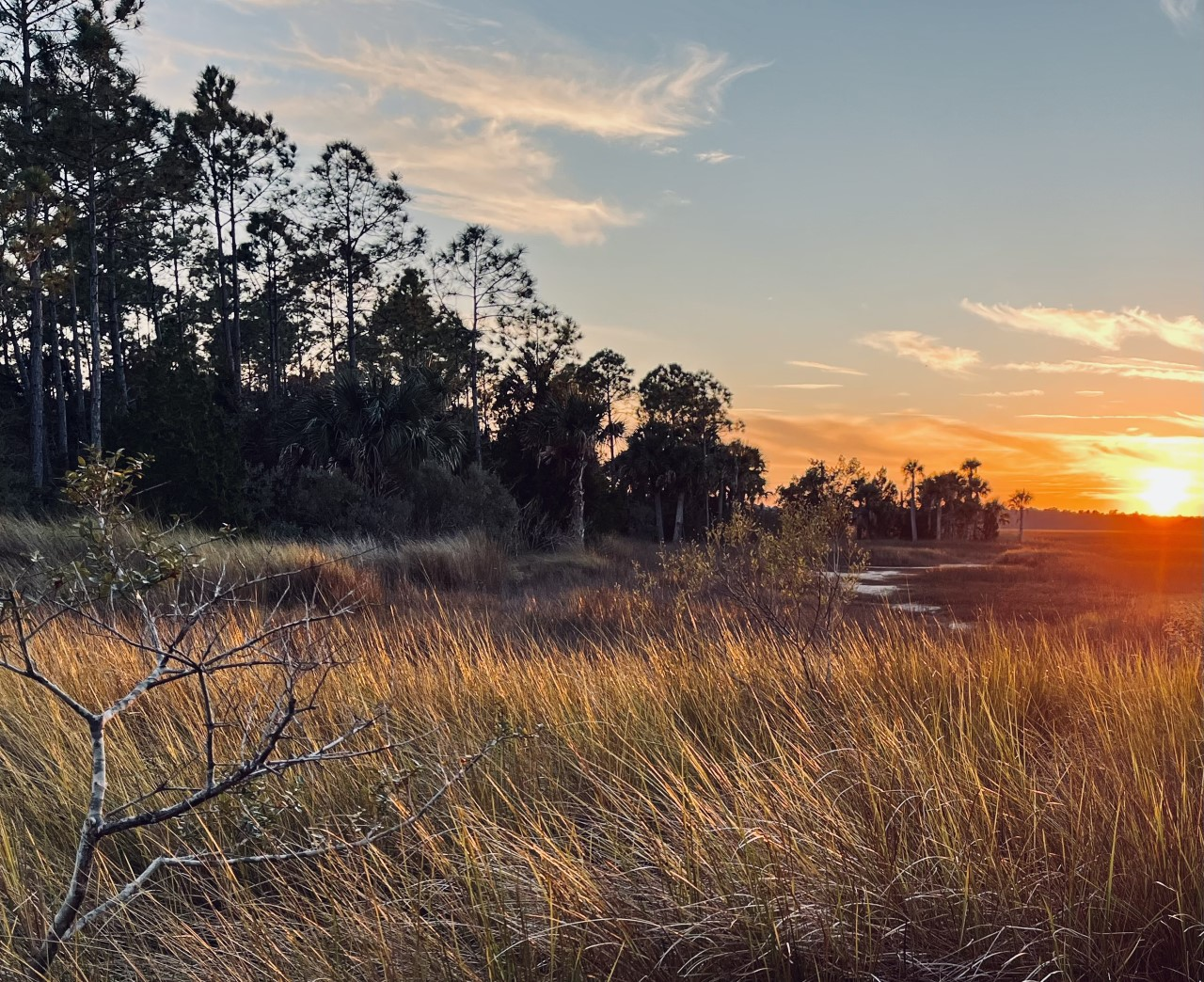 coastal wetland at sunset