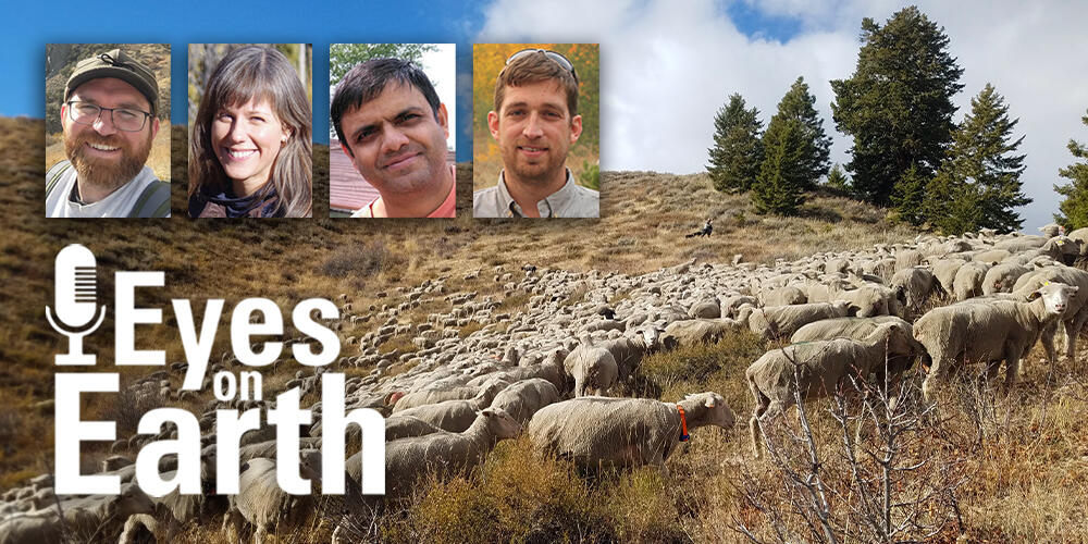A mountainside with sheep and a few evergreen trees, plus mugshots of three men and a woman, plus a white title